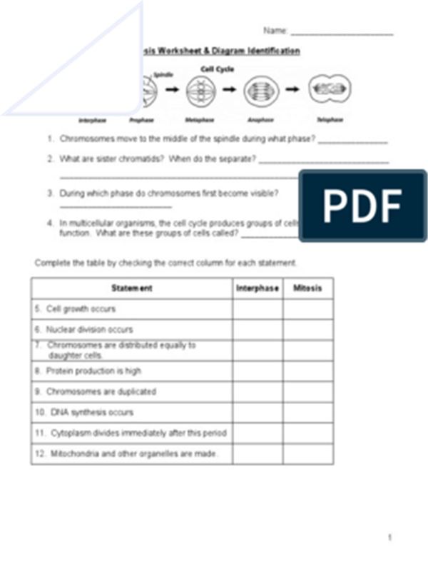 Mitosis Worksheet Diagram Identification Key