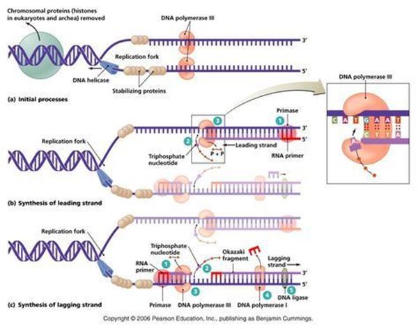 Dna Replication Diagram Steps