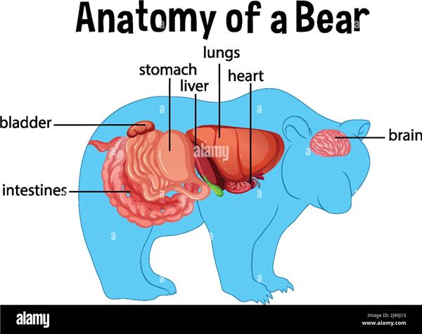 Bear Anatomy Diagram